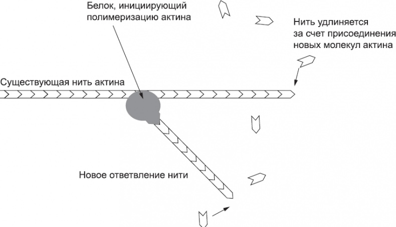 Иллюстрация к книге — Онтогенез. От клетки до человека [_33.jpg]