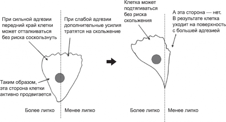 Иллюстрация к книге — Онтогенез. От клетки до человека [_36.jpg]