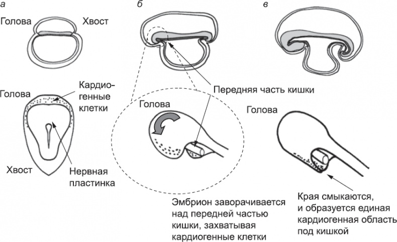 Иллюстрация к книге — Онтогенез. От клетки до человека [_41.jpg]