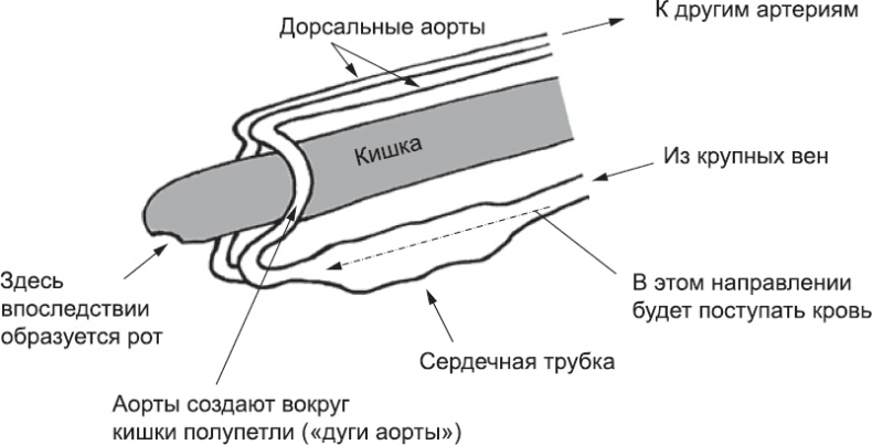 Иллюстрация к книге — Онтогенез. От клетки до человека [_42.jpg]