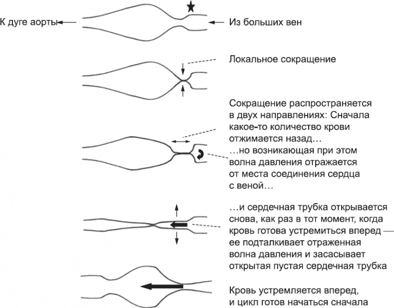 Иллюстрация к книге — Онтогенез. От клетки до человека [_43.jpg]