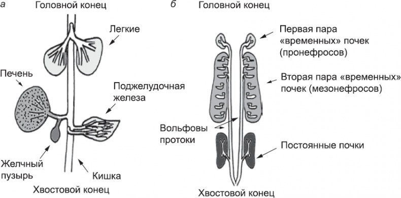 Иллюстрация к книге — Онтогенез. От клетки до человека [_46.jpg]