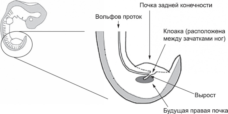 Иллюстрация к книге — Онтогенез. От клетки до человека [_48.jpg]