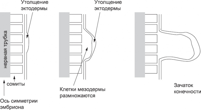 Иллюстрация к книге — Онтогенез. От клетки до человека [_51.jpg]