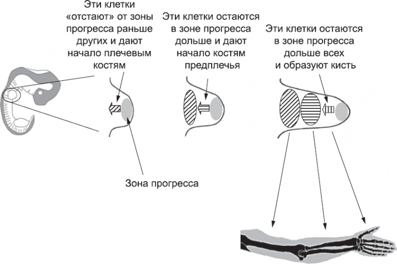 Иллюстрация к книге — Онтогенез. От клетки до человека [_52.jpg]