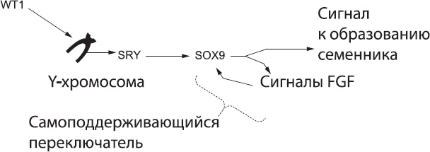 Иллюстрация к книге — Онтогенез. От клетки до человека [_57.jpg]