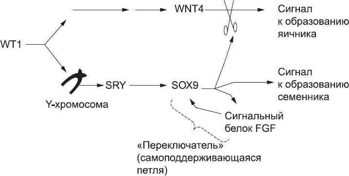 Иллюстрация к книге — Онтогенез. От клетки до человека [_59.jpg]