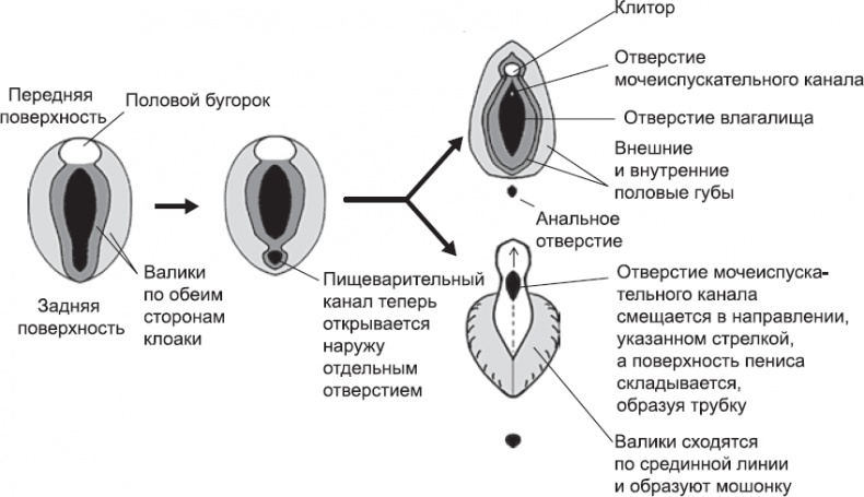 Иллюстрация к книге — Онтогенез. От клетки до человека [_63.jpg]