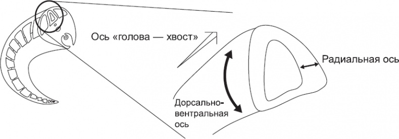 Иллюстрация к книге — Онтогенез. От клетки до человека [_64.jpg]