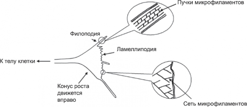 Иллюстрация к книге — Онтогенез. От клетки до человека [_65.jpg]