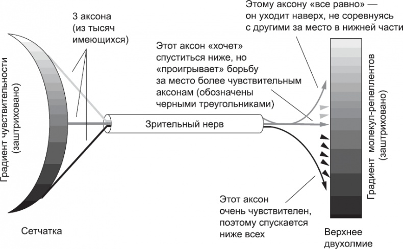 Иллюстрация к книге — Онтогенез. От клетки до человека [_67.jpg]