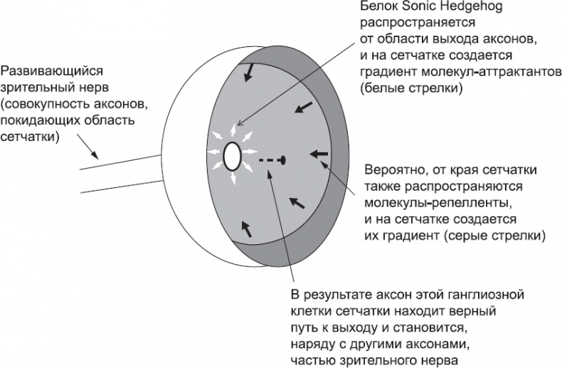 Иллюстрация к книге — Онтогенез. От клетки до человека [_68.jpg]