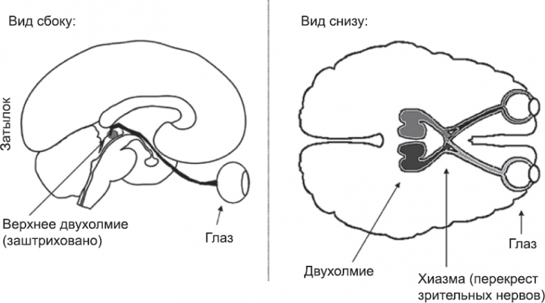 Иллюстрация к книге — Онтогенез. От клетки до человека [_69.jpg]