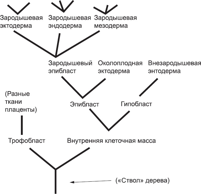 Иллюстрация к книге — Онтогенез. От клетки до человека [_7.jpg]