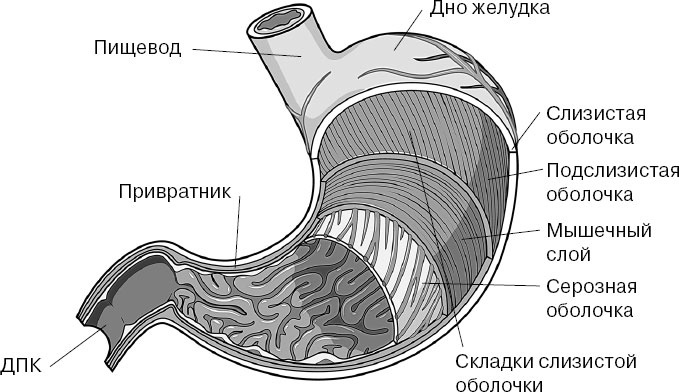 Анатомия на пальцах