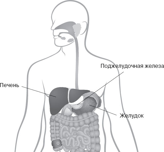 Анатомия на пальцах