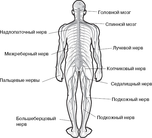 Анатомия на пальцах
