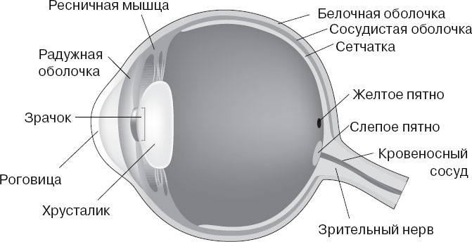 Анатомия на пальцах