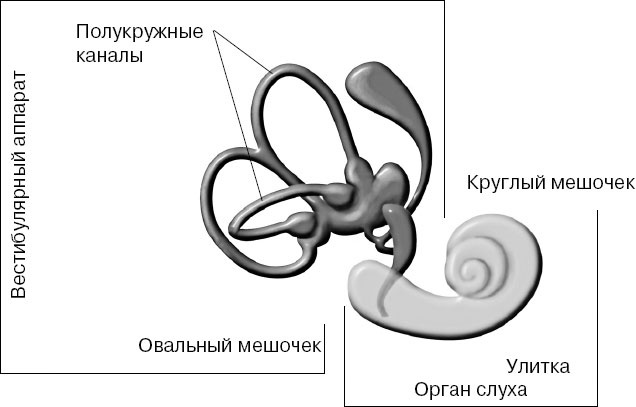 Анатомия на пальцах