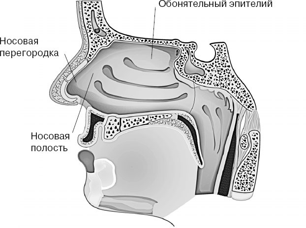Анатомия на пальцах