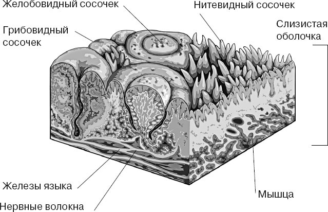 Анатомия на пальцах