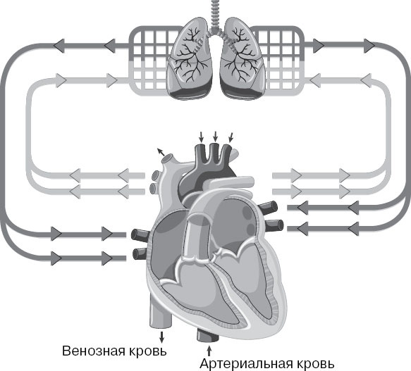 Анатомия на пальцах