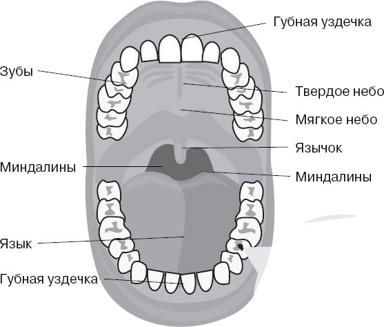 Анатомия на пальцах