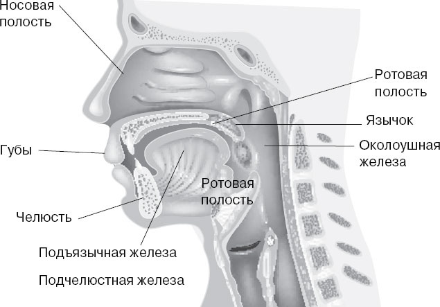 Анатомия на пальцах