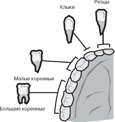 Анатомия на пальцах