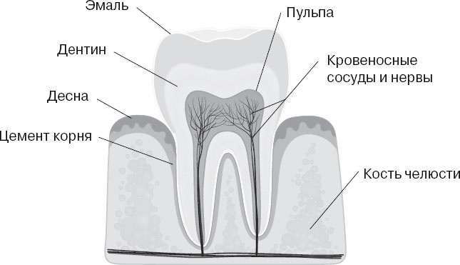 Анатомия на пальцах