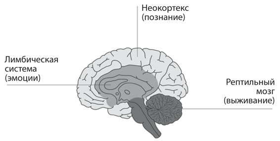 Иллюстрация к книге — Как рождаются эмоции. Революция в понимании мозга и управлении эмоциями [i_021.jpg]