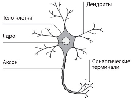Иллюстрация к книге — Как рождаются эмоции. Революция в понимании мозга и управлении эмоциями [i_031.jpg]