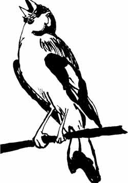 Иллюстрация к книге — Пернатые многоженцы [_08.jpg]