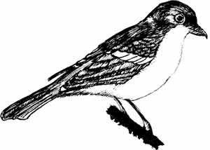 Иллюстрация к книге — Пернатые многоженцы [_12.jpg]