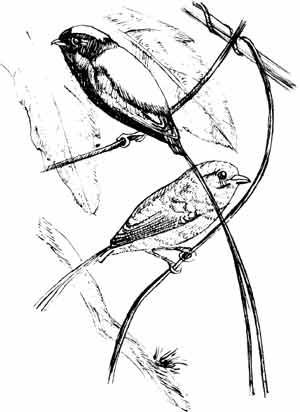 Иллюстрация к книге — Пернатые многоженцы [_16.jpg]