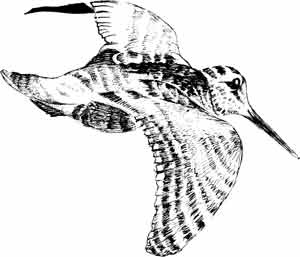 Иллюстрация к книге — Пернатые многоженцы [_19.jpg]