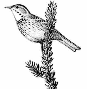 Иллюстрация к книге — Пернатые многоженцы [_20.jpg]