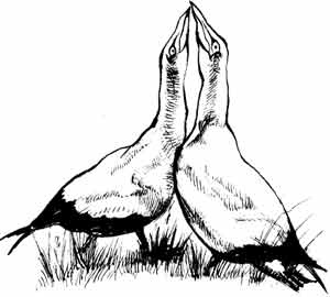 Иллюстрация к книге — Пернатые многоженцы [_22.jpg]