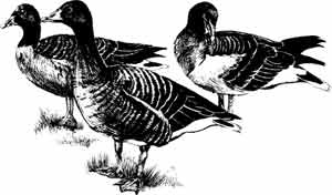 Иллюстрация к книге — Пернатые многоженцы [_34.jpg]