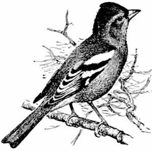 Иллюстрация к книге — Пернатые многоженцы [_38.jpg]