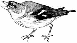 Иллюстрация к книге — Пернатые многоженцы [_39.jpg]