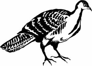 Иллюстрация к книге — Пернатые многоженцы [_45.jpg]