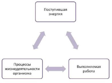 Иллюстрация к книге — Основы рационального питания [imgb8e9fc2bb7544a939da16550ea24c1cb.jpg]