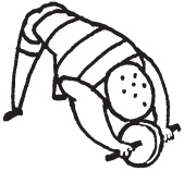 Иллюстрация к книге — Уникальная система изометрических упражнений Железного Самсона [autogen_ebook_id153.jpg]