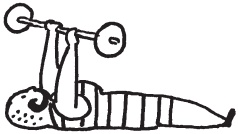 Иллюстрация к книге — Уникальная система изометрических упражнений Железного Самсона [autogen_ebook_id303.jpg]