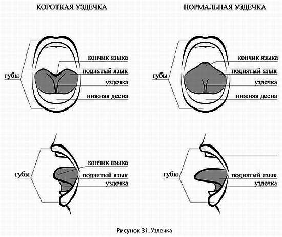 Иллюстрация к книге — Искусство грудного вскармливания [_24.jpg]