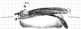 Иллюстрация к книге — Дневник дебильного кота [i_006.jpg]