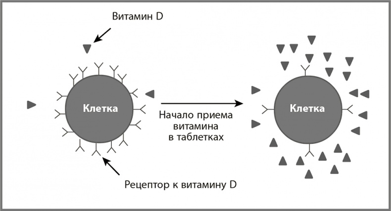 Иллюстрация к книге — Правила здоровой и долгой жизни [i_018.jpg]