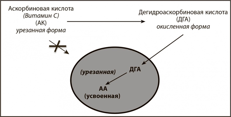 Иллюстрация к книге — Правила здоровой и долгой жизни [i_020.jpg]