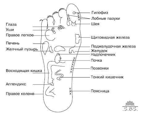 Иллюстрация к книге — Йога для офисных работников. Целебные комплексы от &quot;сидячих болезней&quot; [i_067.jpg]